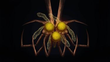 Dead Lum`s in the hands of a nymph